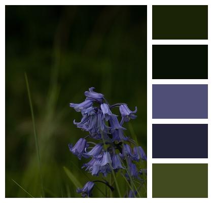 Bluebells Blue Flowers Flowers Image